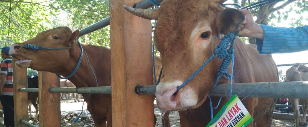 Meninjau Kembali Semua Hadits Tentang Hewan Qurban Akan Menjadi Tunggangan Kita di Akhirat